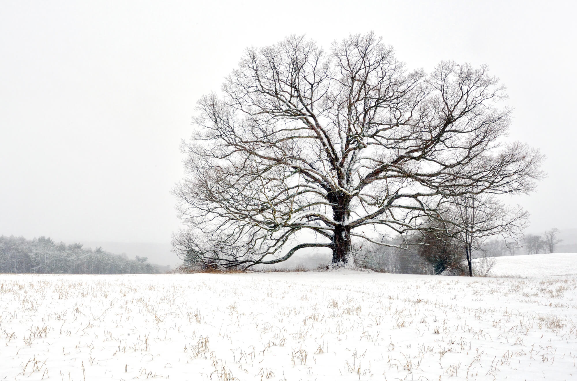 Michael Sandy, Michael Sandy Photography: Carbon County Oak. winter photography, tree, barren field, snow