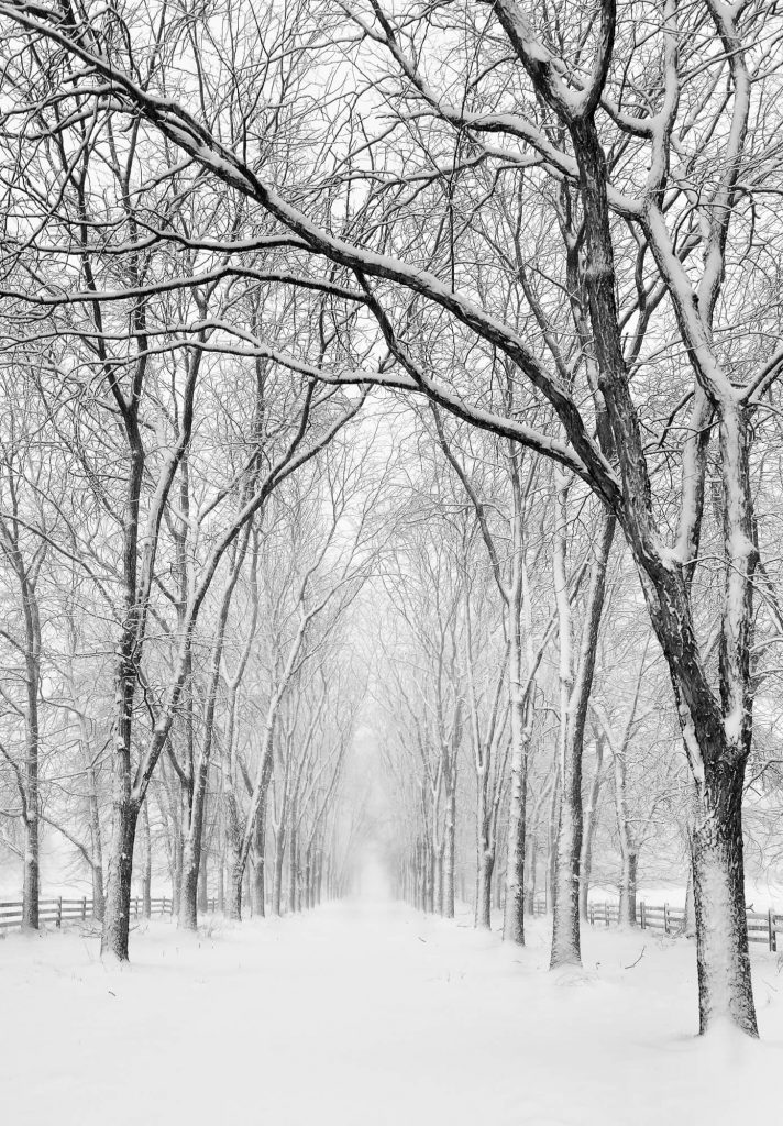 Michael Sandy, Michael Sandy Photography: Sunday Morning, snow storm, winter, quiet, tranquil, winter photography, trees