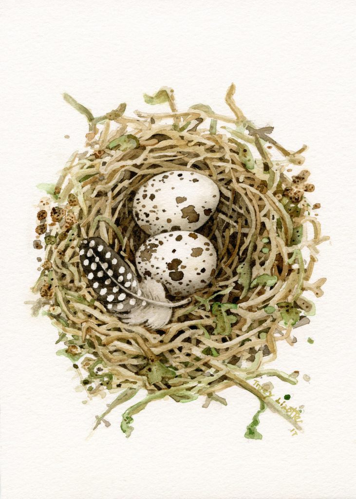 Tracy Lizotte Studios, quail egg, watercolor, fine art, handmade, tracy lizotte