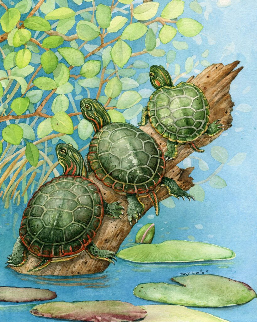 Tracy Lizotte Studios, turtles, watercolor, fine art, handmade, tracy lizotte